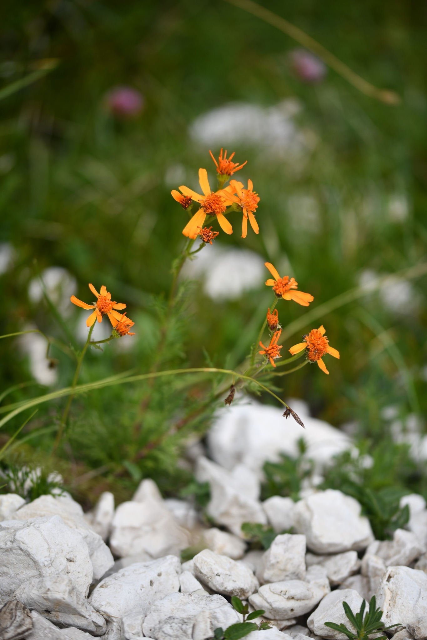 Pinnate-Leaved Ragwort (Jacobaea abrotanifolia)