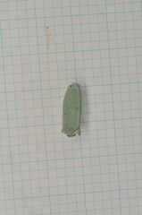 Calocedrus formosana