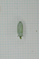 Calocedrus formosana