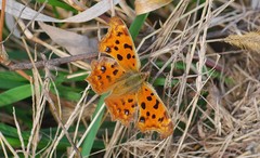 Polygonia c-aureum