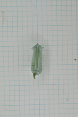 Calocedrus formosana