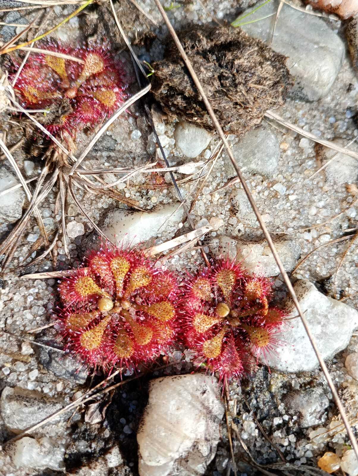 Drosera brevifolia