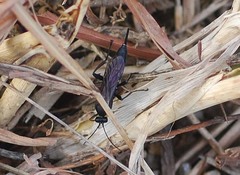 Ichneumonidae