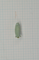 Calocedrus formosana