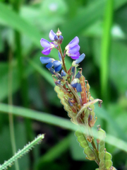 Grona heterocarpos strigosa