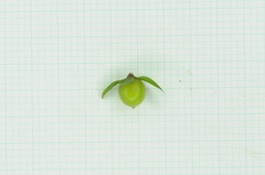 Diospyros rhombifolia