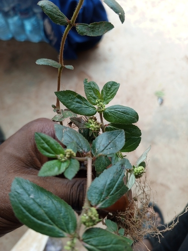 Asthma Plant