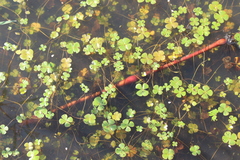 Marsilea mollis