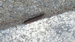 Diplopoda