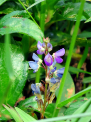 Grona heterocarpos strigosa