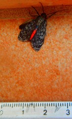 Eucereon erythrolepsis