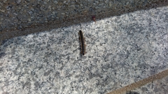 Diplopoda