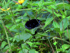 Euploea eunice hobsoni