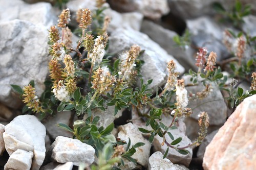 alpine willow (Salix alpina)
