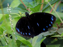 Euploea eunice hobsoni