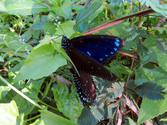 Euploea eunice hobsoni