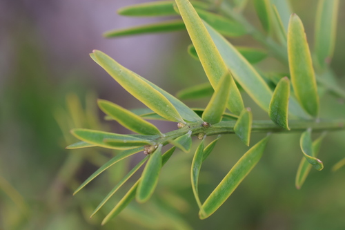 Afrocarpus falcatus