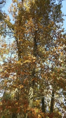 Quercus palustris