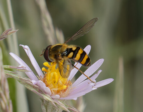 Unknown species found near Teton County, WY, USA