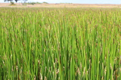 Eleocharis yecorensis