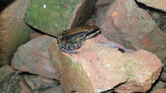 Leptodactylus mystacinus