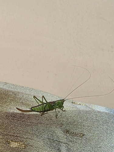 Short-winged Conehead, Waterland, NL-NH, NL, photo 7 of 10