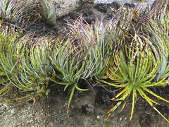 Hechtia texensis