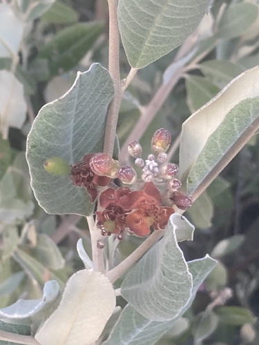 Beautempsia avicenniifolia (Beautempsia avicenniifolia)