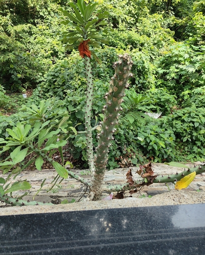 Euphorbia japonica (Euphorbia nivulia)