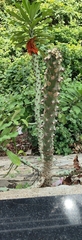 (c) R Sreeja, some rights reserved (CC BY) Euphorbia nivulia, photograph (c) R Sreeja, some rights reserved (CC BY)