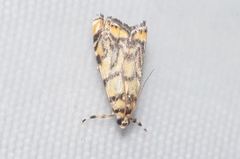 Diptychophora harlequinalis