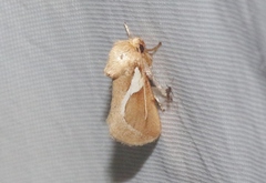 Prolimacodes trigona