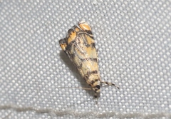 Diptychophora harlequinalis