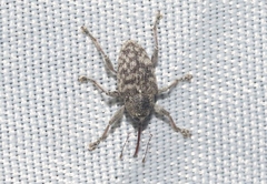 Curculio sulcatulus