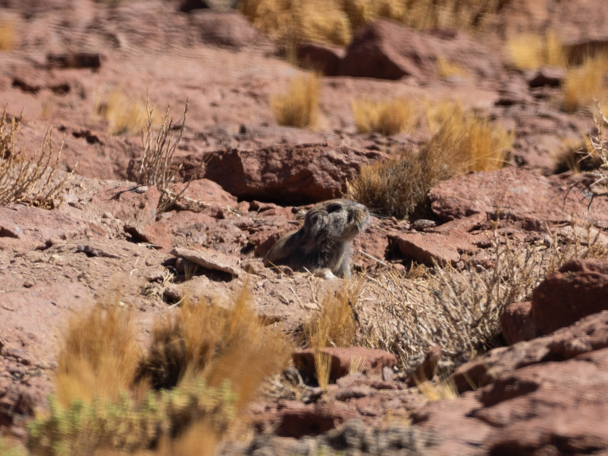 Tawny Tuco-Tuco photo 2