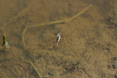 Limnogonus fossarum