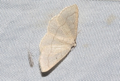 Destutia flumenata