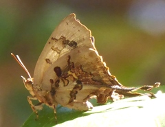 Cheritrella truncipennis