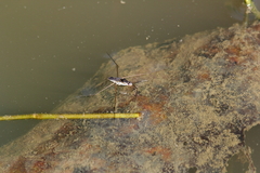 Limnogonus fossarum