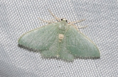 Xerochlora masonaria