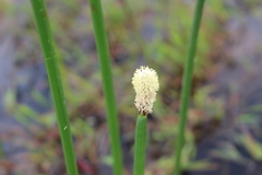 Eleocharis densa