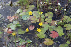Nymphoides fallax