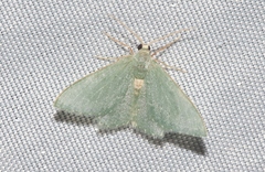 Xerochlora masonaria
