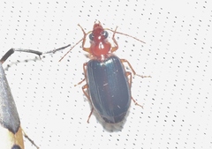 Lebia deceptrix