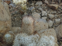 Mammillaria pottsii