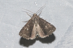 Condica albolabes