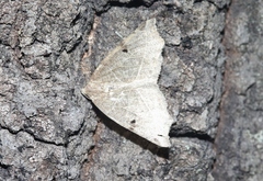 Neoterpes graefiaria