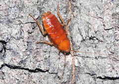 Parcoblatta notha
