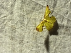 Corymica pryeri