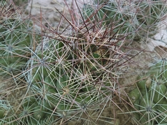 Coryphantha macromeris macromeris